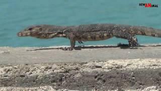 Baby Biawak - Monitor Lizard in Port Polisi