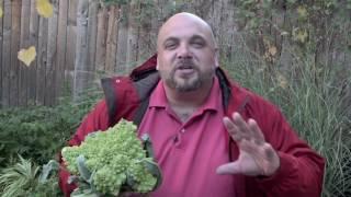 2017 Year of the Brassica