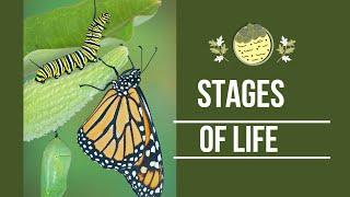 Stages of life I AYG ACADEMY