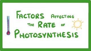 GCSE Biology - Factors Affecting the Rate of Photosynthesis  #49