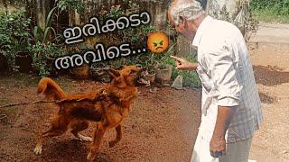 രണ്ട് ഭീകരന്മാർ...|dangerous dogs|chottu|