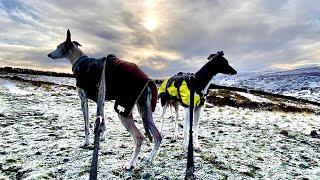 Whippet Puppy And Campervan Update