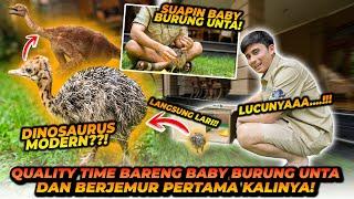 BABY BURUNG UNTA BERJEMUR UNTUK PERTAMA KALINYA ! JALAN NYA MASIH OLENG ?!!