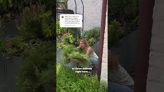 Grow $400 Worth of Herbs in this $40 Herb Garden Made with a Steel Tub - Part 3