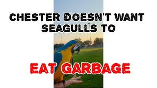 Chester doesn’t want seagulls to eat garbage ￼