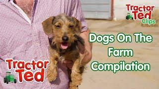 Let's Look At Dogs & Puppies On The Farm  Tractor Ted Clip Compilation