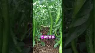 蔬菜怎么轮作种植产量高记住这个轮作万能口诀 #农业种植 #蔬菜种植 #蔬菜种植口诀 #蔬菜套种 #蔬菜种植种菜小技巧