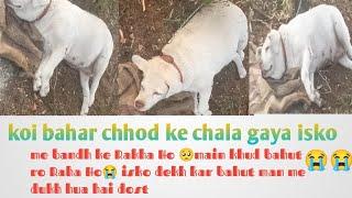 dog road ke samne chodkar chala Gaya man bahut udasHo Gaya kon hai aisa pagal log #longviralvideo