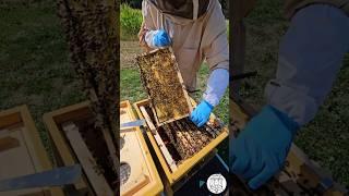 Bees Drawing Out Foundation: Brood Frame Comb Building ‍️ #bee #beekeeping #beekeeper #imkern