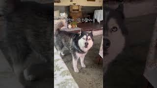 허숙희의 와우와우 말대꾸타임 (for 이모삼촌들) #강아지쇼츠 #husky #dogs #강아지 #siberianhusky #cute #dogshorts #허스키 #허스키하울링