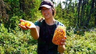 Sweet & Sour Cloudberry Harvest | Canning Cauliflower from the Garden