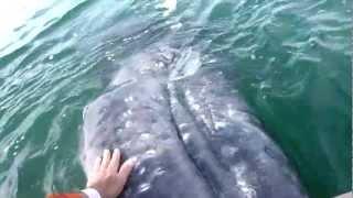 Friendly gray whales