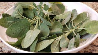 SAGE HEALTH BENEFITS ~ MAKING SAGE ELIXER AND TINCTURE