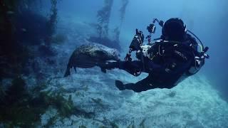 Alex Mustard Underwater Photography Compilation