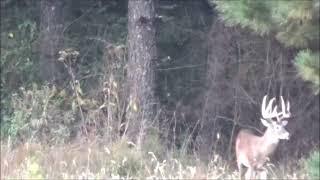 168 inch 9 point whitetail