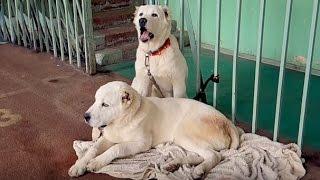 АЛАБАЙ. ALABAY. Щенки 6 месяцев. Puppies 6 months. Odessa.