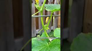 Growing Cucumbers - gardening tips