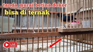 STREAMING murai betina dokor apa bisa di Ternak ?