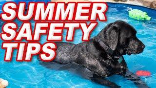 How to Take Care of Dogs in Summer | Pet Care Tips