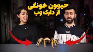 از دارک وب حیوون خونگی سفارش دادیم we bought a spider off the dark web