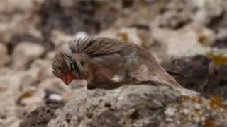 Trumpeter Finches on Fuerteventura