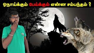 ஓநாய்கள் பற்றிய சுவாரஸ்ய தகவல்|fascinating facts about wolf|Big Bang Bogan