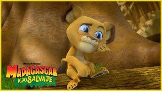 ¡Alex es demasiado pequeño! | DreamWorks Madagascar en Español Latino