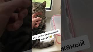 Когда котик сладко зевает невозможно устоять