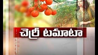 Cultivation of Cherry Tomato in Hyderabad | A Story