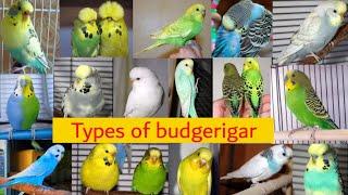 41 Types of budgies | All types of budgerigar | budgies