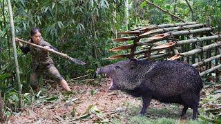 200 days of survival in the wild, trapping wild boars and porcupines, alone survival