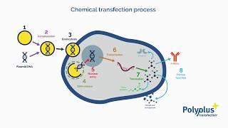 What is transfection? - Polyplus transfection