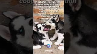 Discovering Unknown Dog Facts | 25