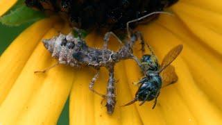 Spined Assassin Bug Eating Wasp, Jagged Ambush Bug, Maggot Fly & Other Insects