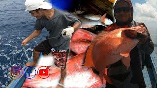 Pesta Strike Ikan Besar !!! Segampang Ini Mancing kakap merah besar & Ikan predator babon laut dalam