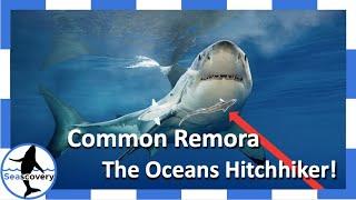 The Oceans hitchhiker.: The Common Remora (Remora remora)