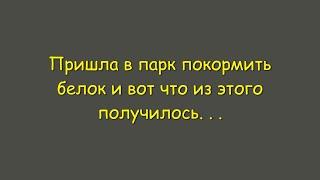 Пришла в парк покормить белок и вот что из этого получилось...