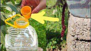 DIY: Drip watering and add this to plants for faster growth and development