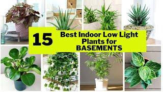 15 Indoor Plants for Basement | Low Light Plants for Basement |Swaroopa Diaries