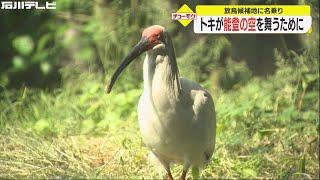 「日本が絶滅させた…」“トキ”が能登の空を舞うために（チューモク）