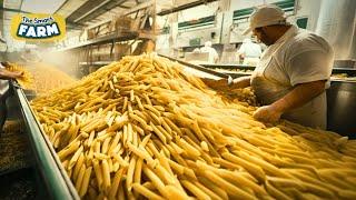 Pasta Mega-Factories Pumping Out TONS Daily! The Tech Behind Your Favorite Dish!