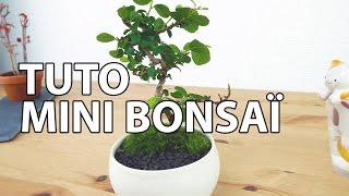 How to create a Mini Bonsai