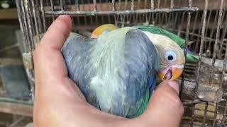 Ternak lovebird perlu interaksi antara pemilik dan lovebird