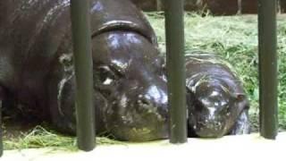 Pygmy Hippo Nursing