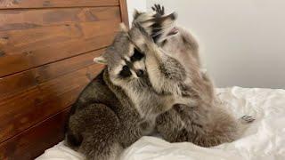 Two Raccoons Play Fighting
