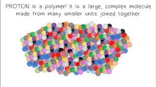 Monomers, Polymers, Synthesis & Digestion