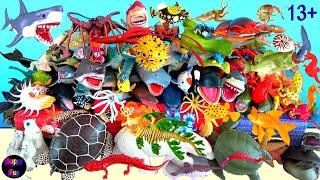 Sea Animals - Sharks, Whales, Fish, Shellfish, Cephalopods, Crustaceans, Sea Turtles, Rays 13+