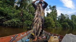 Pancing Sampai Putus Di Hajar Baung Di Sungai Ini | Mancing Baung Pakai Umpan Kucur, PANEN.!!!