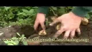 Organic Gardening | Gardening Tips