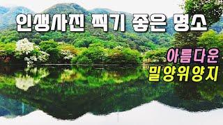 (사진명소) 한국에서 가장  아름다운  저수지. "이팝나무 명소, 사진찍기 좋은" 밀양위양지를 소개합니다. #밀양여행 #밀양가볼만한곳 #사진찍기좋은명소  #국내여행 #이팝나무